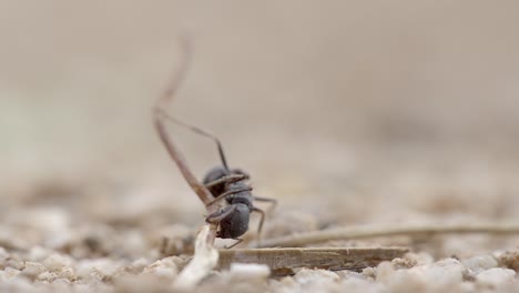 Hormiga-Cortadora-De-Hojas-De-Sonora-Aka-Acromyrmex-Versicolor,-Primer-Plano-Macro