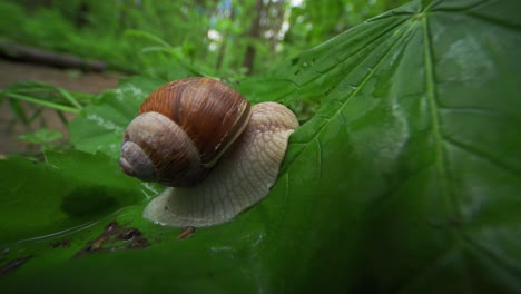 A-close-up-video-of-a-small-snail-crawling-on-the-forest-floor-after-the-rain