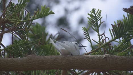 White-Tern-adult-sits-on-an-egg-high-up-on-a-pine-tree-branch-on-Lord-Howe-Island-Australia