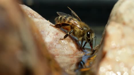 Close-up-of-bee-on-rock-drinking-water
