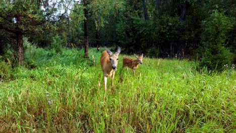 Curious-mother-deer,-ready-to-protect-her-fawn-if-need-be