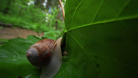 A-close-up-video-of-a-small-garden-snail-crawling-on-the-forest-floor-after-the-rain
