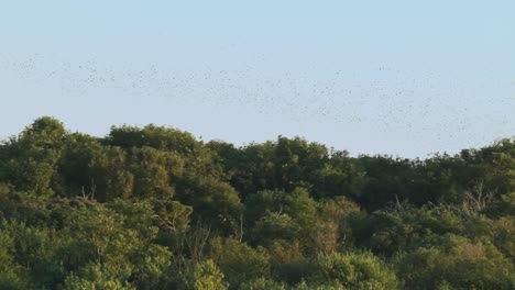 Antenne---Riesiger-Vogelschwarm-Fliegt-über-Baumwipfel-In-Einem-Park-In-Den-Niederlanden