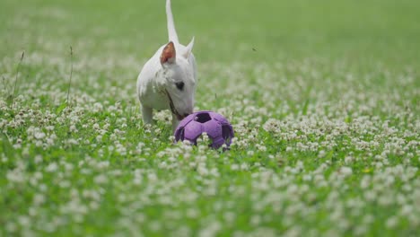 A-cute-white-bull-terrier-puppy-playing-with-a-big-rubber-ball-on-the-green-lawn