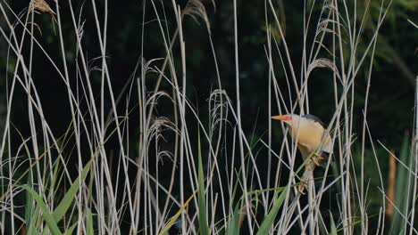 Least-Bittern-small-heron-closeup-holding-on-reeds-then-flies-away,-slow-motion,-static