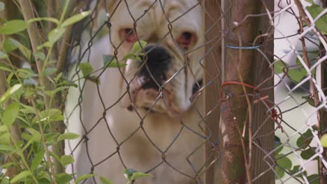 An-old-albino-boxer-watching-with-suspicion-from-behind-the-mesh-fence