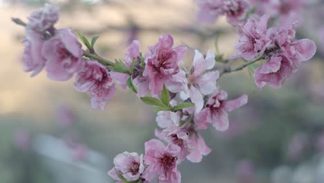 Nectarine-tree-blossom-close-up-view-with-blurry-background,-spring-time