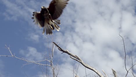 Majestic-Harris's-Hawk-jumps-from-tree-branch,-blue-sky-background