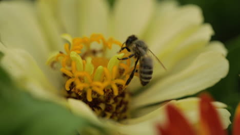 Honey-bee-collecting-pollen-from-a-yellow-flower