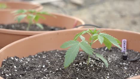 Junge-Medizinische-Marihuana-Pflanzen,-Die-Im-Freien-Wachsen,-Cannabis-Zu-Hause-Anbauen