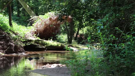 Umgestürzter-Baum-Wirft-Einen-Schatten-In-Das-Wasser-Eines-Sanften-Baches