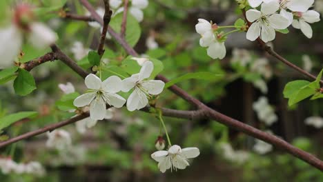 White-blossoming-fruit-tree-flowers-swing-on-spring-wind-in-orchard,-close-up