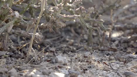 Sonoran-Leafcutter-Ameisenkolonie,-Die-Unter-Weihnachtscholla-kaktus-Arbeitet