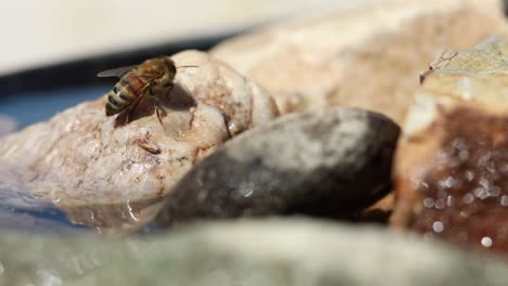 Honigbiene-Geht-Auf-Kleinen-Felsen-Und-Trinkt-Wasser