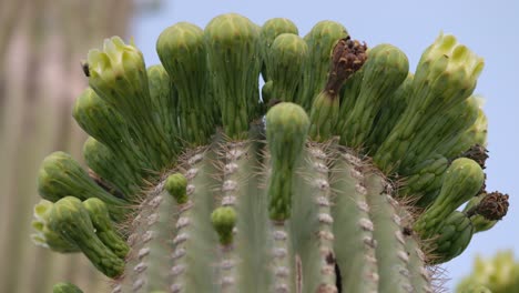 Flies-on-unbloomed-flowers-of-saguaro-cactus