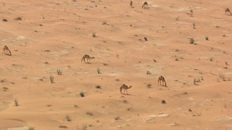 Kamele,-Die-Allein-Durch-Die-Wüste-Laufen