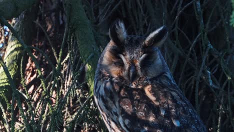 The-Eurasian-eagle-owl-or-Bubo-bubo-bird-sleeping-at-daytime-under-tree-trunk