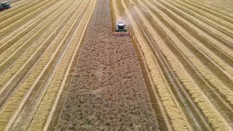 Aerial-view-on-Combine-harvester-harvesting-wheat-field