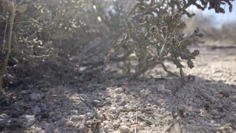 Viele-Ameisen-Laufen-Auf-Trockenem-Boden-In-Der-Nähe-Eines-Wüstenweihnachtskaktus,-Cylindropuntia