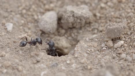 Couple-of-Black-Sonoran-Desert-Ant-Around-Hole-in-Dry-Desert-Ground,-Macro-Close-Up