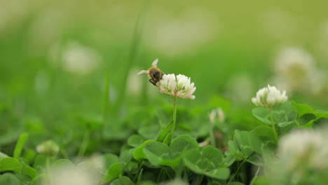 Honigbiene-Sammelt-Pollen-In-Einer-Weißen-Blume-Und-Fliegt-Dann-Davon