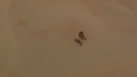 Zoom-De-Un-Solo-Camello-Hacia-Un-Grupo-De-Camellos-En-Las-Dunas