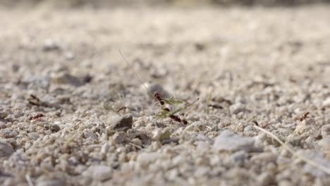 Colony-of-Sonoran-Leafcutter-Ants-aka-Acromyrmex-Versicolor-Working-on-Dry-Desert-Ground,-Macro-Close-Up