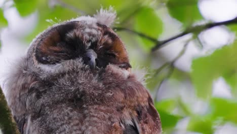 A-closeup-shot-of-an-owl-having-a-nap-on-a-tree