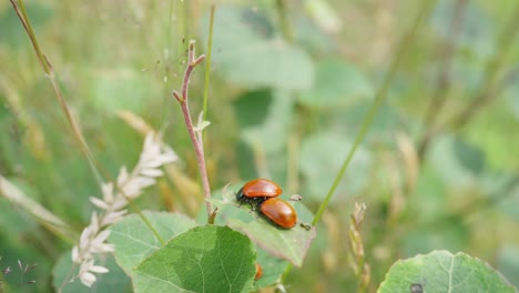 Two-ladybugs-nesting-on-each-other-are-hanging-on-a-leaf-on-a-meadow