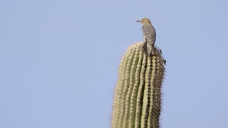 Gila-woodpecker-perched-on-saguaro-cactus-looks-around