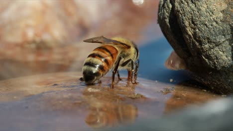 Honey-bee-sitting-in-shallow-water,-abdomen-pulsating