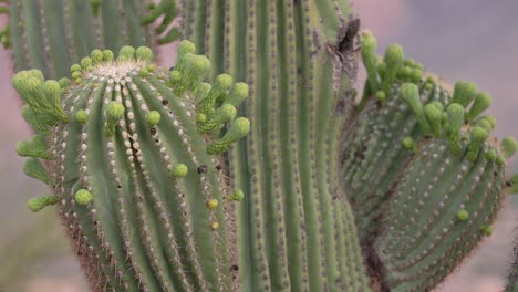 Detailed-close-up-shot-of-saguaro-cactus
