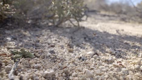 Sonoran-Leafcutter-Ants-Under-Christmas-Cholla-aka-Opuntia-Leptocaulis-on-Desert-Ground,-Close-Up