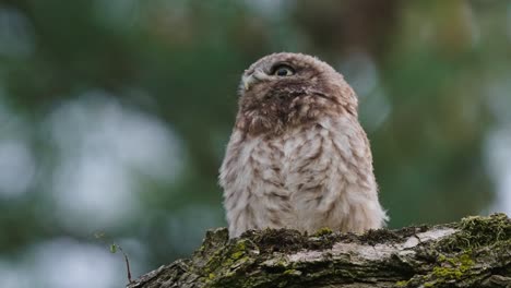 Little-baby-owl-perches-alone-on-tree-branch,-looks-away-from-camera,-calls-out