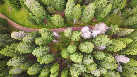 Aerial-view-of-the-forest-path