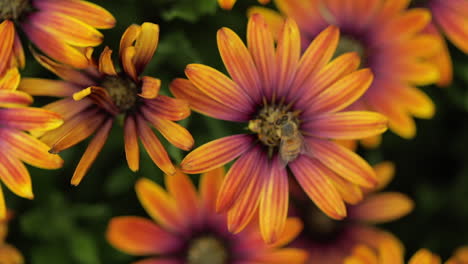 Vogelperspektive-Einer-Honigbiene,-Die-Pollen-Zwischen-Orangefarbenen-Blumen-Sammelt