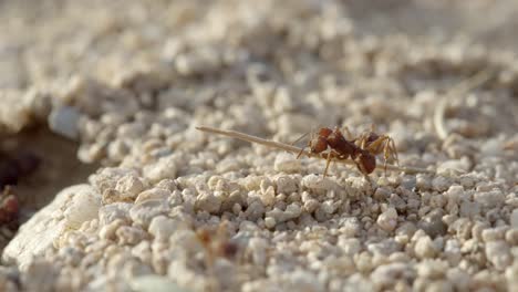 Maco-Close-Up-of-Sonoran-Leafcutter-Ants-Around-Nest-on-Dry-Desert-Ground