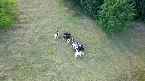 Kühe,-Die-Auf-Einem-Feld-Grasen,-Schönes-Drohnenvideo