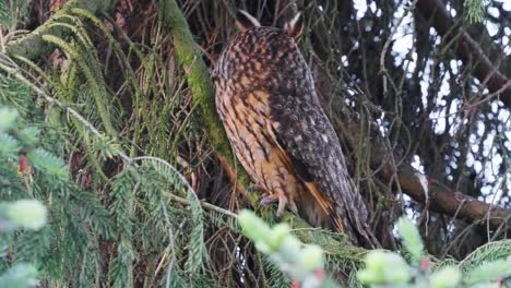 Majestic-scene-of-Screech-owl-rotating-head-sitting-on-tree-branch-then-leaves,-day,-static