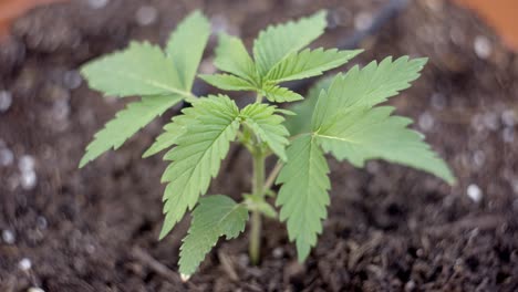 Weicher-Fokus,-Windschwingende-Junge-Medizinische-Cannabispflanze,-Marihuanaproduktion