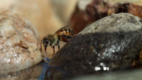 Honigbiene-Am-Wasser-Reinigt-Rüssel-Und-Fliegt-Dann-Weg