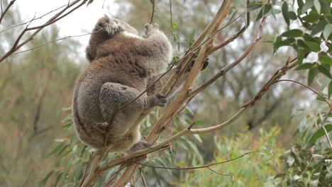 Koalabär-Im-Gummibaum,-Der-Blätter-Isst