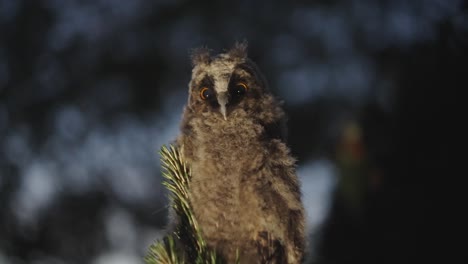 Baby-asio-otus-or-long-eared-owl-quiet-without-batting-an-eyelash-in-the-forest