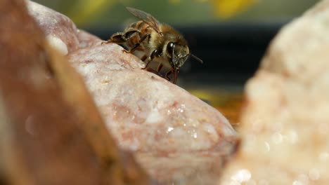 Honigbiene-Steht-Still-Auf-Felsen-Am-Wasser-Und-Bewegt-Antennen