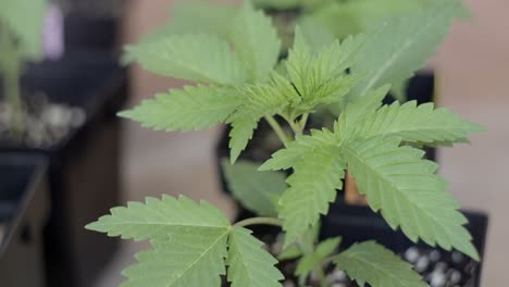 Nahaufnahme-Einer-Jungen-Marihuana-Pflanze-Mit-Dünnen-Grünen-Blättern,-Die-In-Einer-Brise-Weht