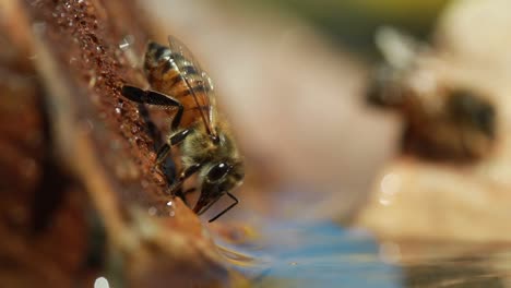 Two-honey-bees-on-rocks,-pulsating-abdomen,-close-up