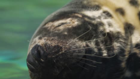 Closeup-of-furry-seal's-head,-breathing-in-an-out