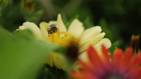 Honigbiene-In-Gelber-Blume,-Die-Pollen-Sammelt