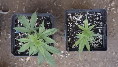 Vista-Superior-De-Dos-Plantas-Jóvenes-De-Cannabis-En-Sus-Propias-Macetas-Con-Perlita-Añadida