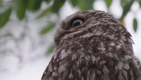 Closeup-of-little-owl-sitting-on-branch-and-looking-around-attentively,-leaves-move-in-breeze